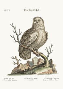 The Great White Owl